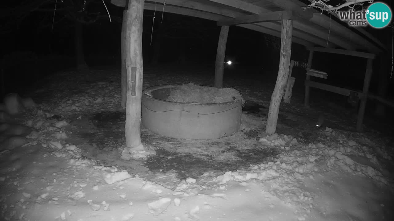 Live webcam Les zèbres in Ljubljana ZOO – Slovénie