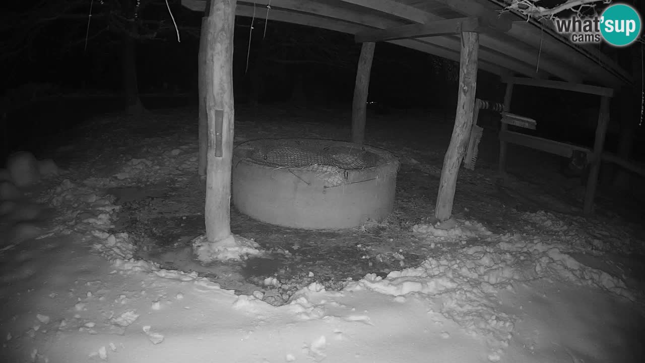 Live webcam Les zèbres in Ljubljana ZOO – Slovénie