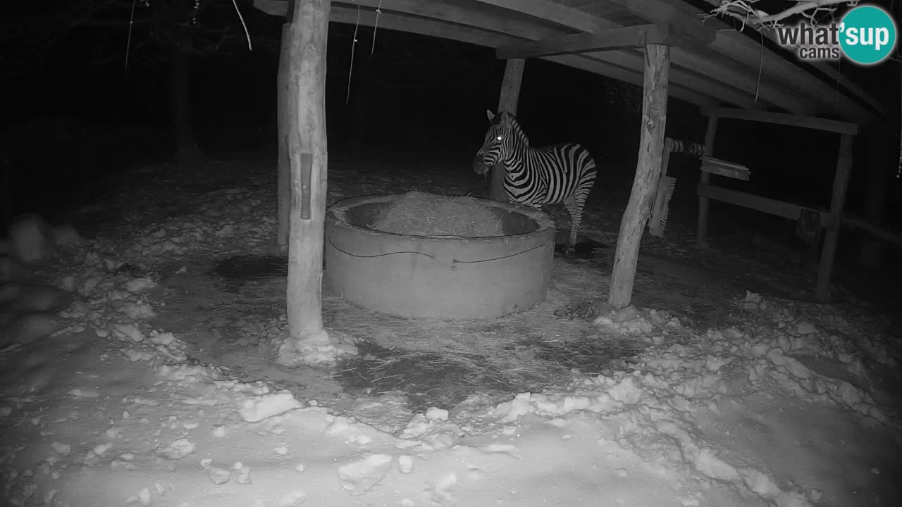 Le Zebre nello ZOO di Ljubljana – Slovenia Live webcam