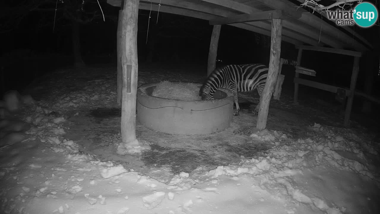Camera en vivo Cebras in Ljubljana ZOO – Eslovenia