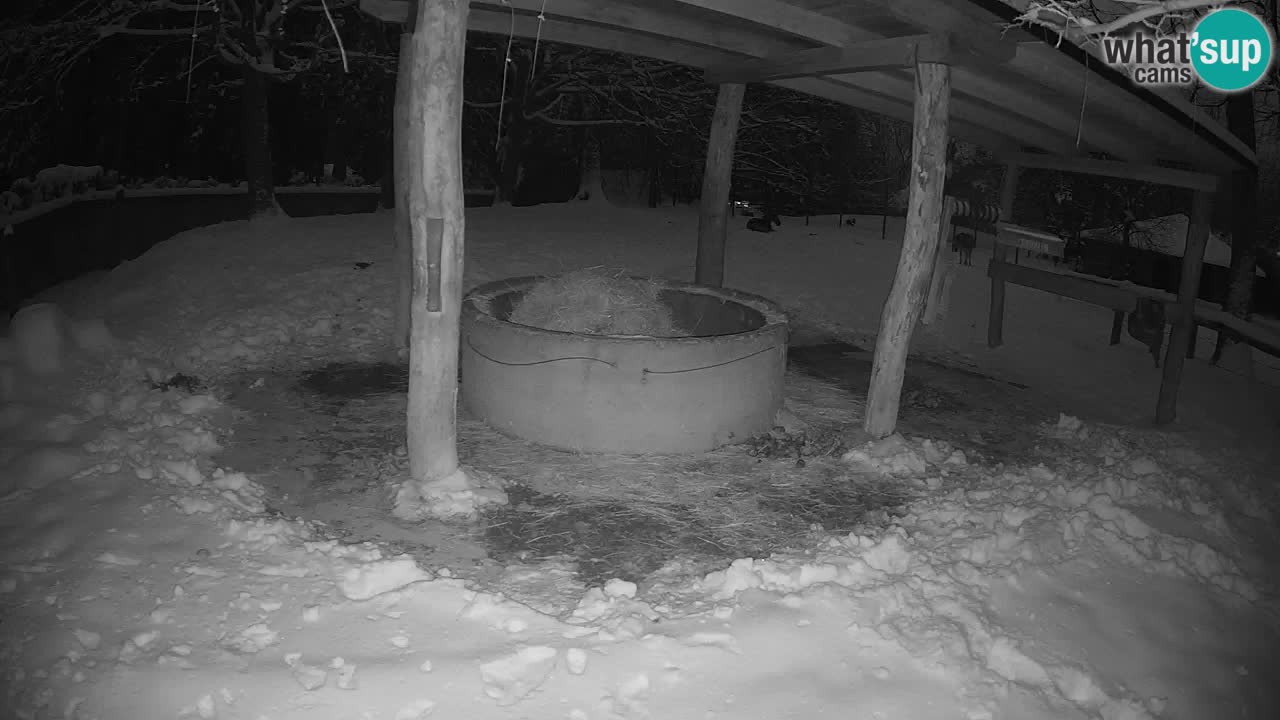 Le Zebre nello ZOO di Ljubljana – Slovenia Live webcam