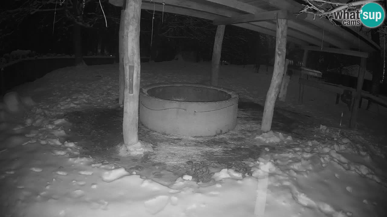 Web kamera uživo Zebras u ZOO Ljubljana – Slovenija