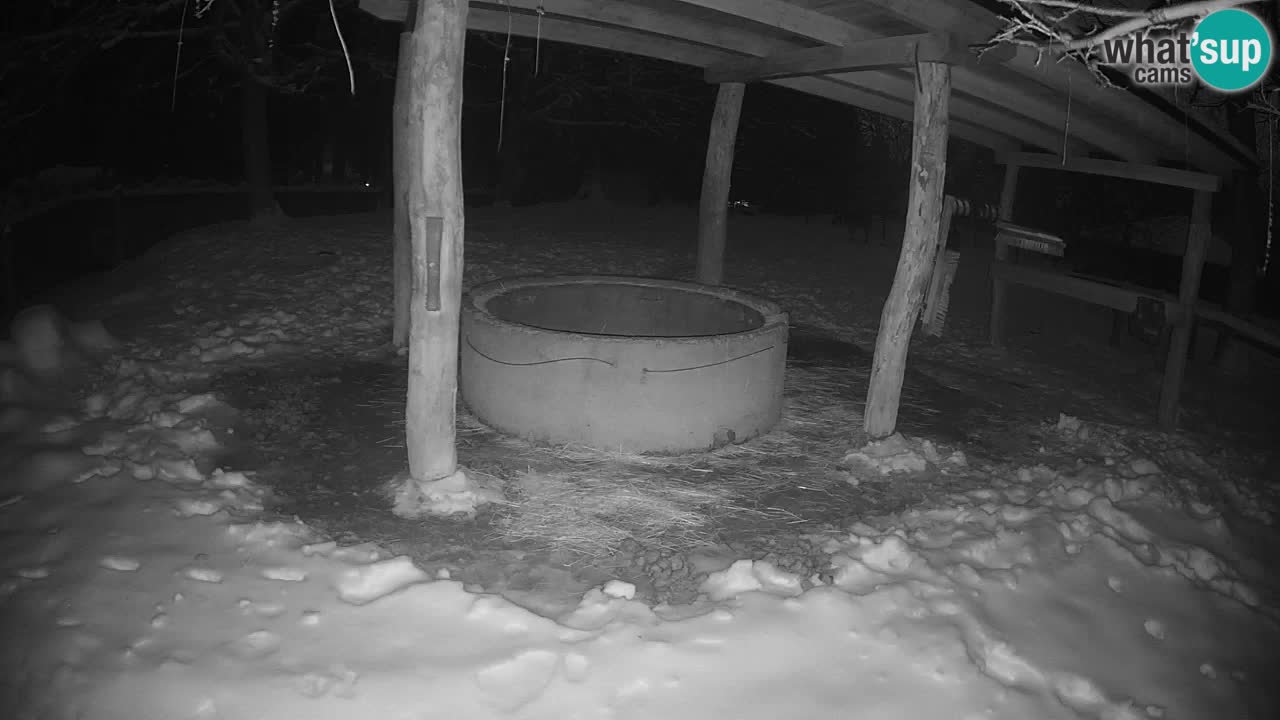 Le Zebre nello ZOO di Ljubljana – Slovenia Live webcam