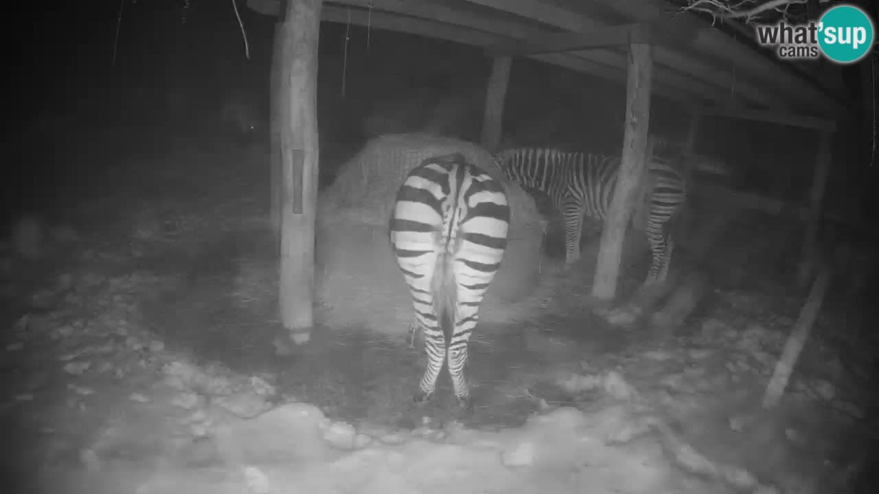 Live webcam Zebras in Ljubljana ZOO – Slovenia