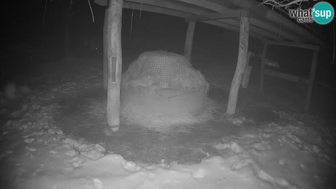 Live webcam Zebras in Ljubljana ZOO – Slovenia