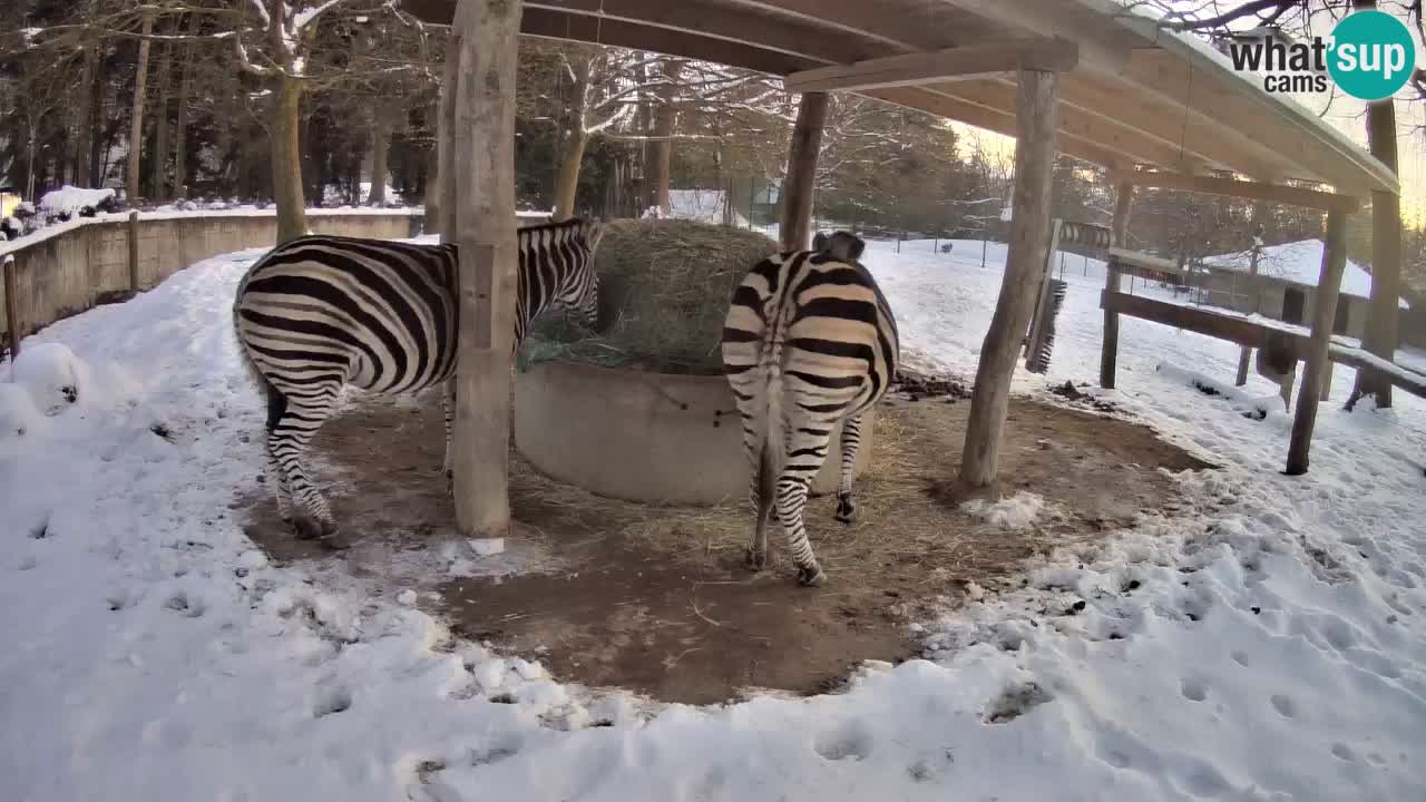 Camera en vivo Cebras in Ljubljana ZOO – Eslovenia