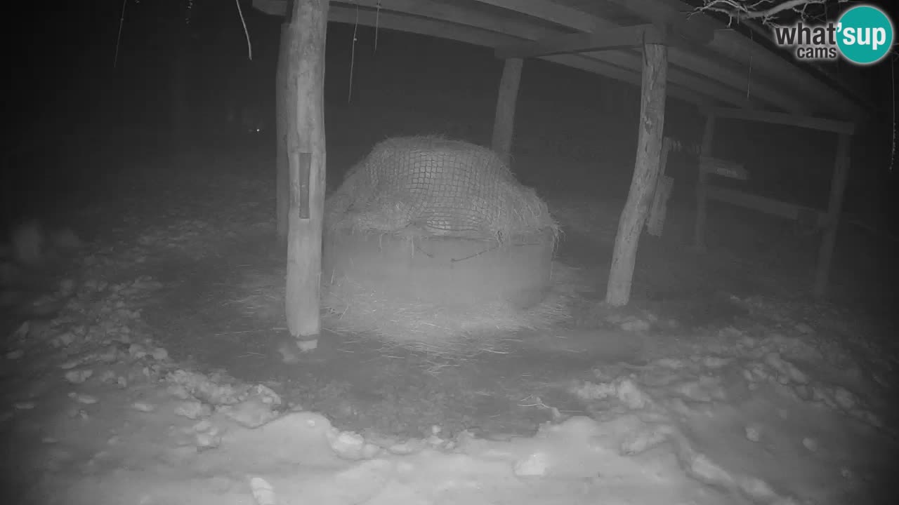 Live webcam Zebras in Ljubljana ZOO – Slovenia