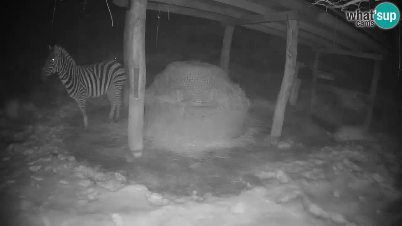 Live Webcam Zebras in Ljubljana ZOO – Slowenien