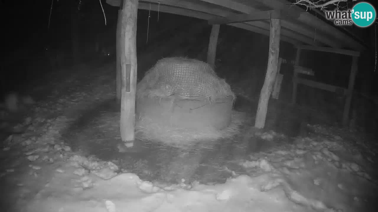 Zebre v živo v živalskem vrtu Ljubljana ZOO spletne kamere