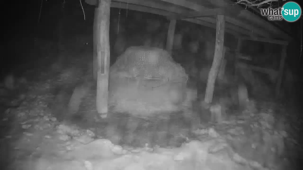 Zebre v živo v živalskem vrtu Ljubljana ZOO spletne kamere