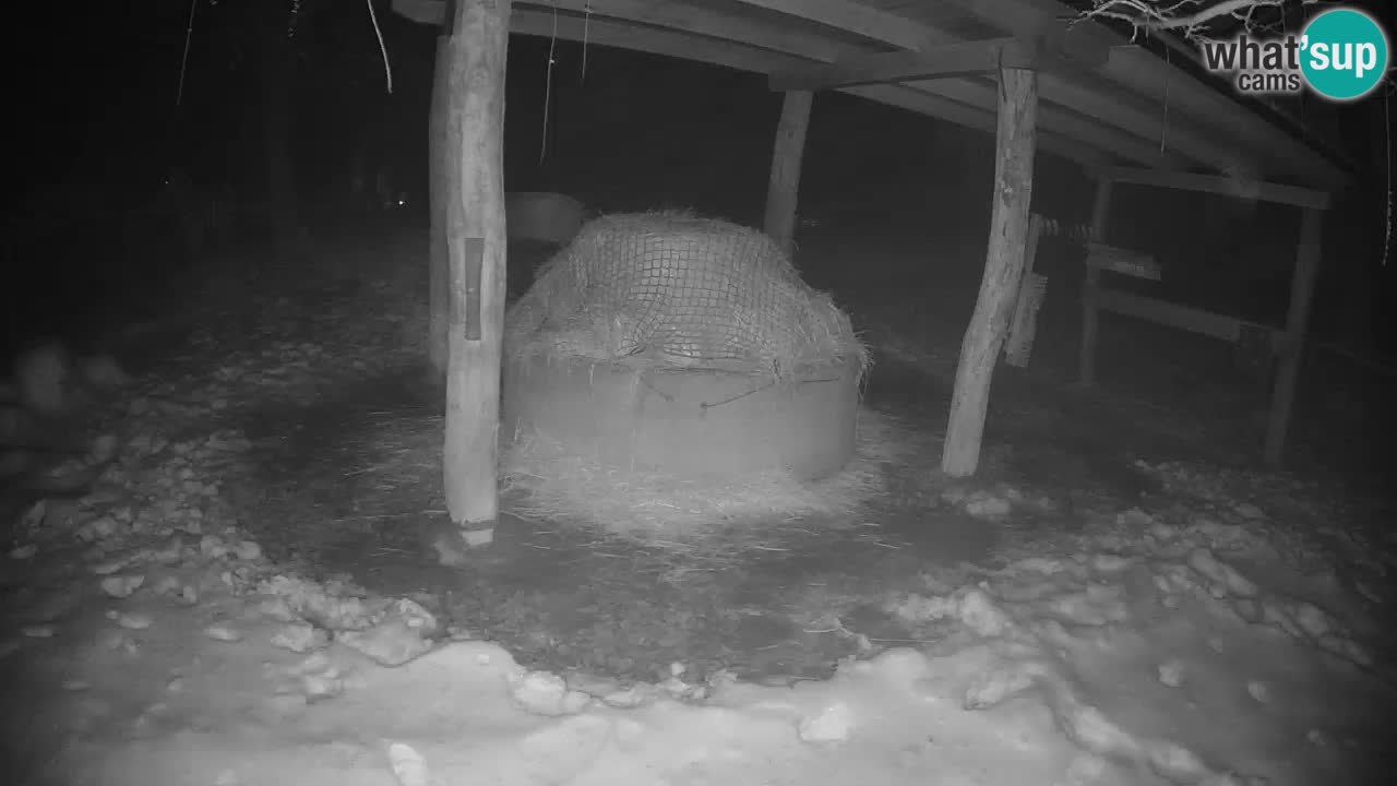 Live webcam Les zèbres in Ljubljana ZOO – Slovénie