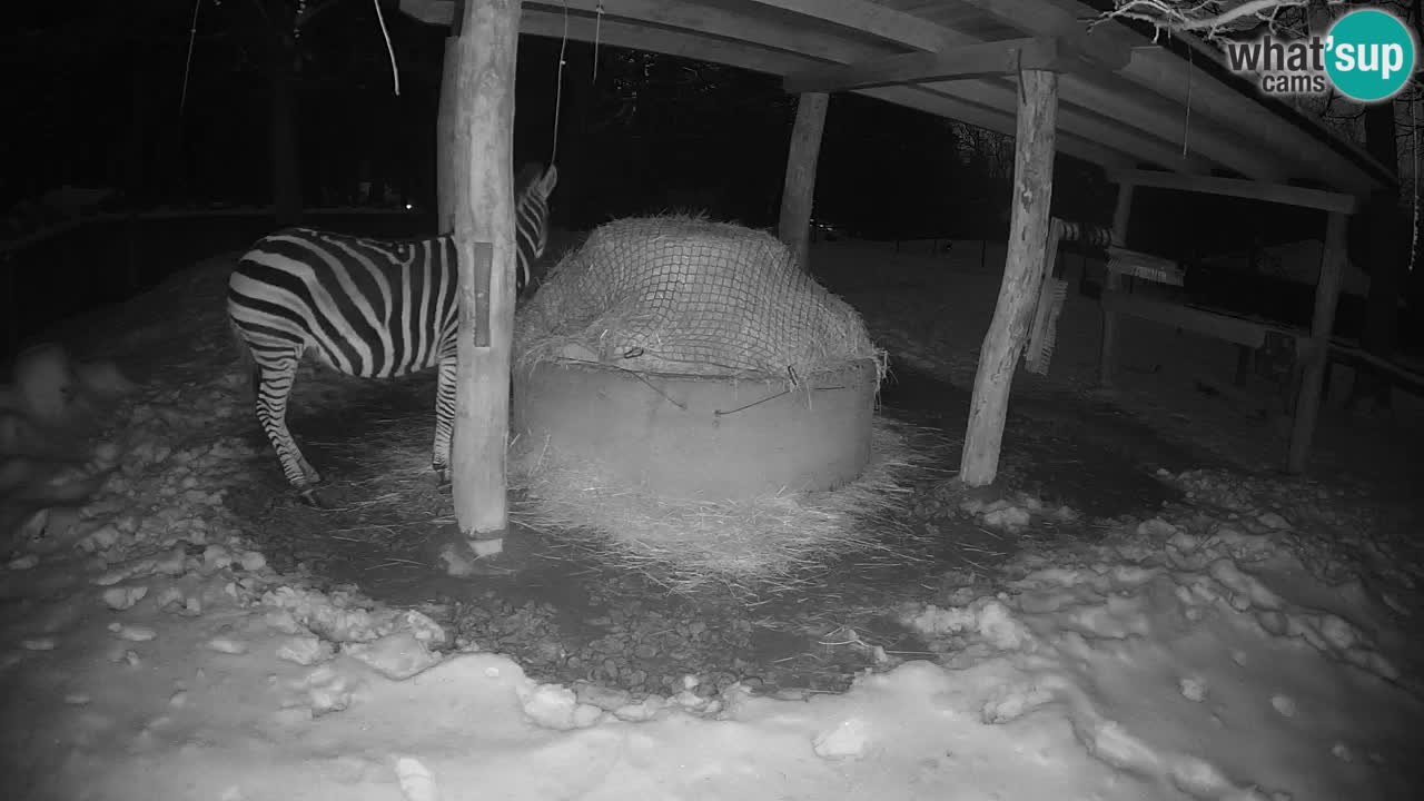 Web kamera uživo Zebras u ZOO Ljubljana – Slovenija