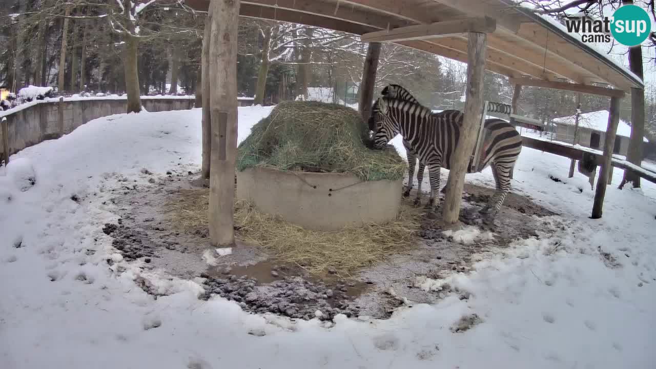 Le Zebre nello ZOO di Ljubljana – Slovenia Live webcam