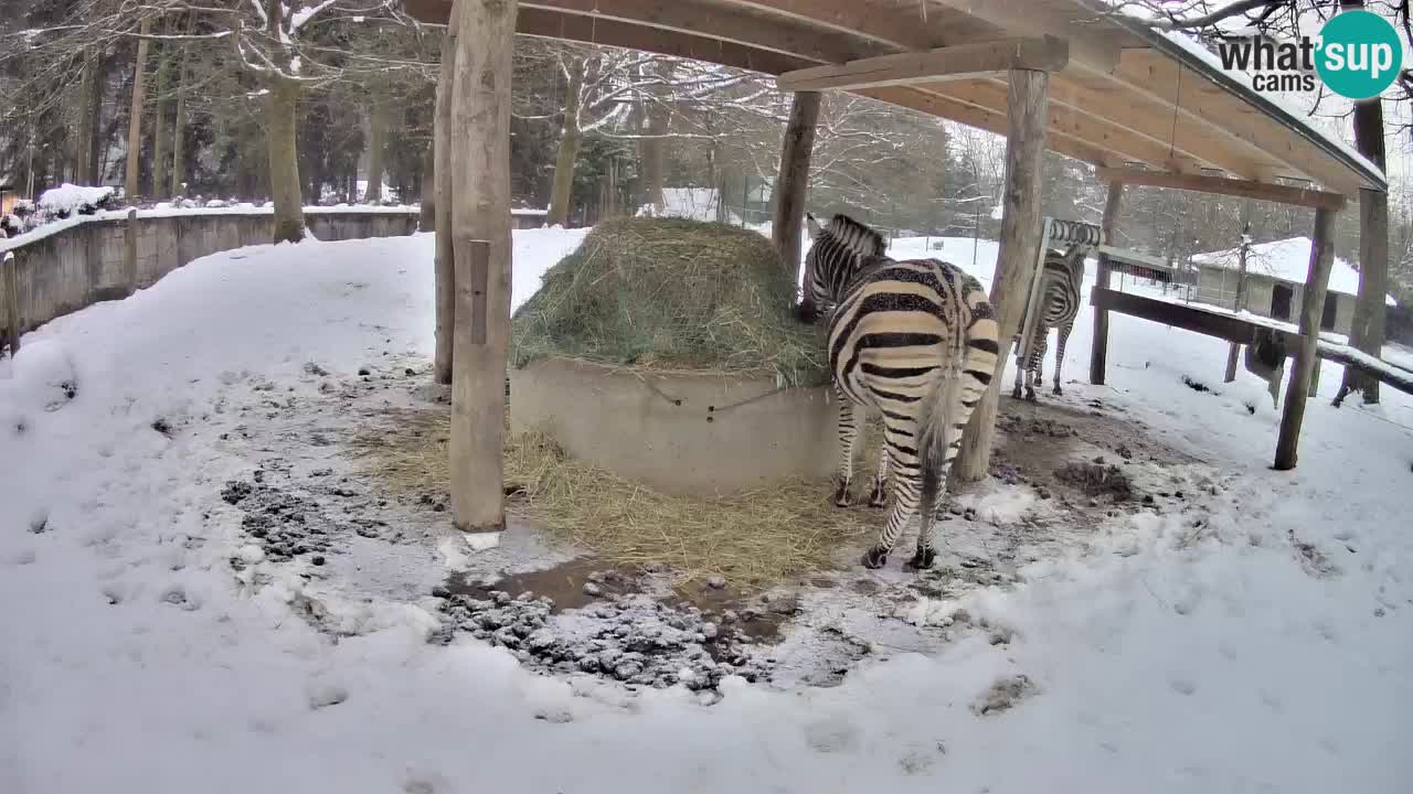 Camera en vivo Cebras in Ljubljana ZOO – Eslovenia