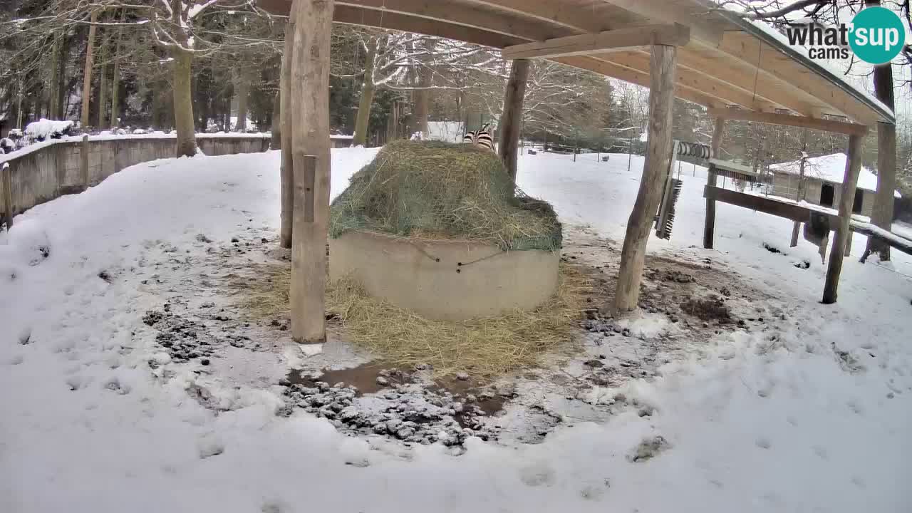 Live Webcam Zebras in Ljubljana ZOO – Slowenien
