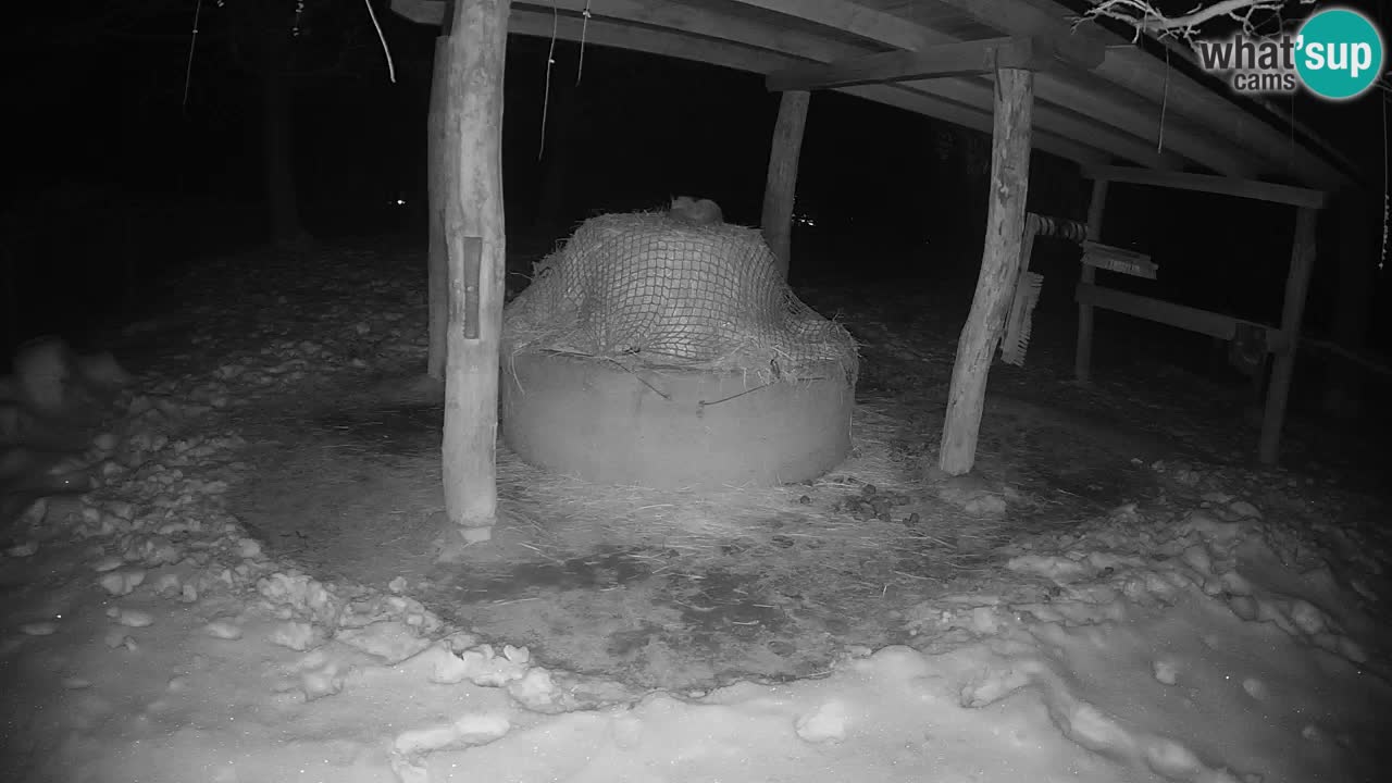 Live webcam Les zèbres in Ljubljana ZOO – Slovénie