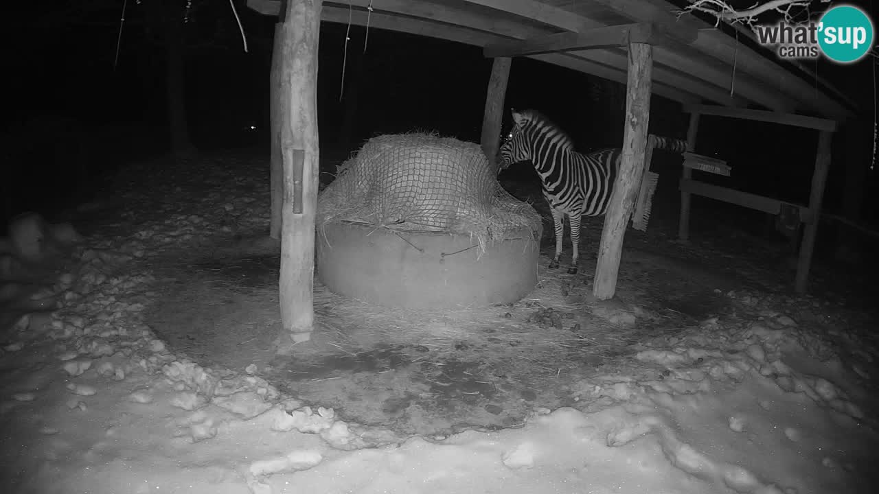 Live webcam Zebras in Ljubljana ZOO – Slovenia