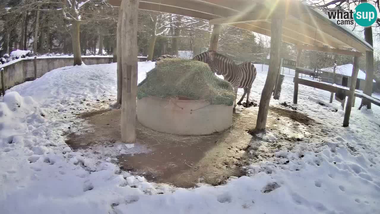 Live Webcam Zebras in Ljubljana ZOO – Slowenien