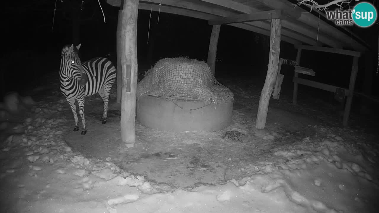 Le Zebre nello ZOO di Ljubljana – Slovenia Live webcam