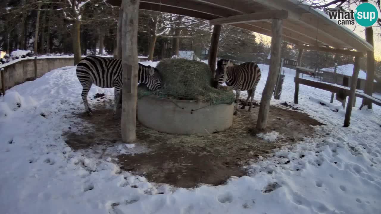 Camera en vivo Cebras in Ljubljana ZOO – Eslovenia