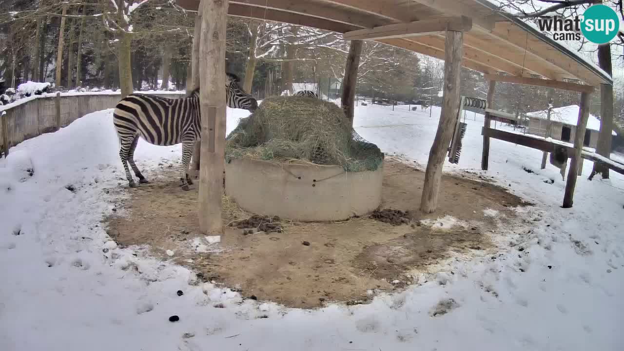 Zebre v živo v živalskem vrtu Ljubljana ZOO spletne kamere