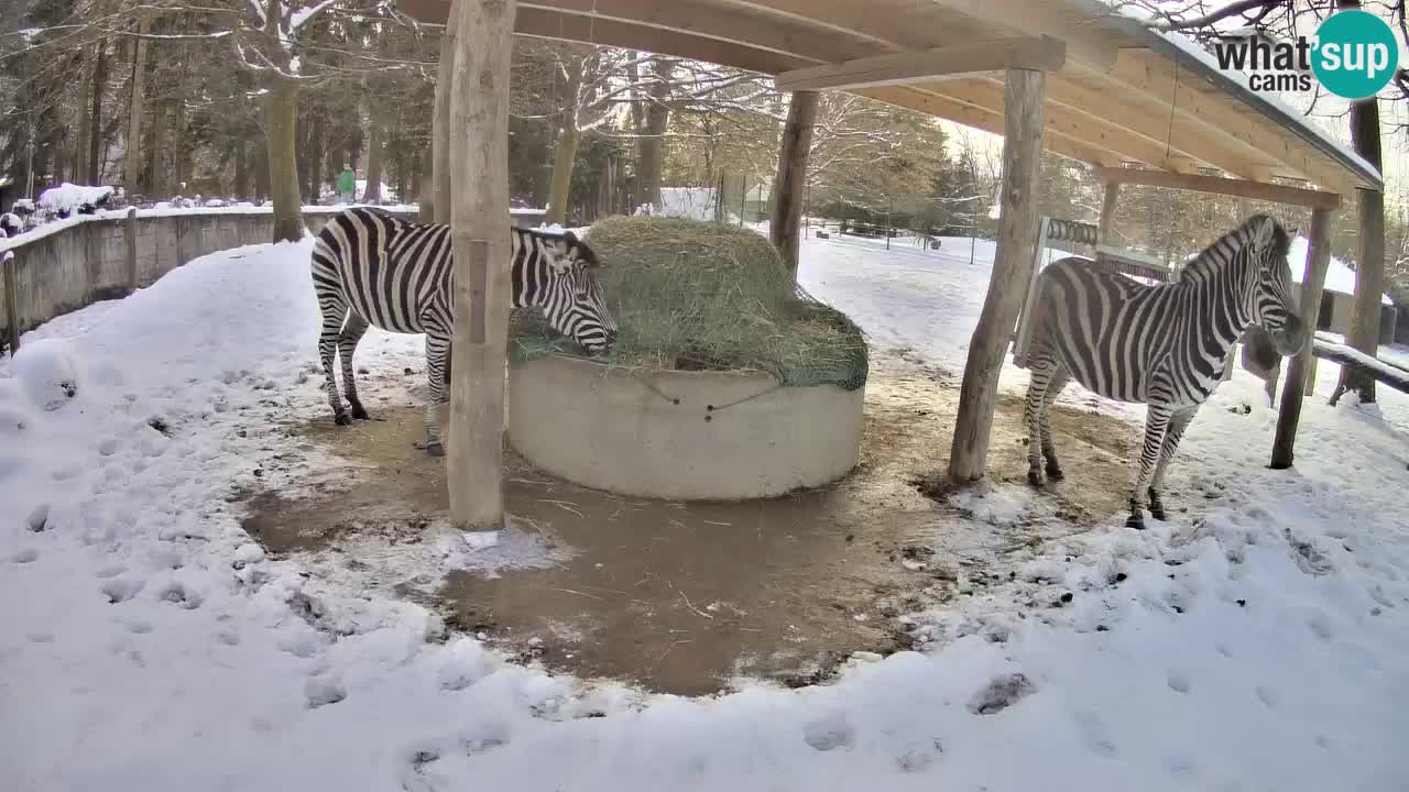 Live webcam Zebras in Ljubljana ZOO – Slovenia