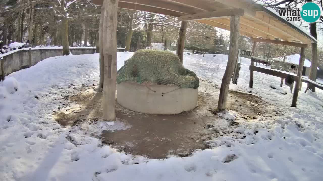Live Webcam Zebras in Ljubljana ZOO – Slowenien