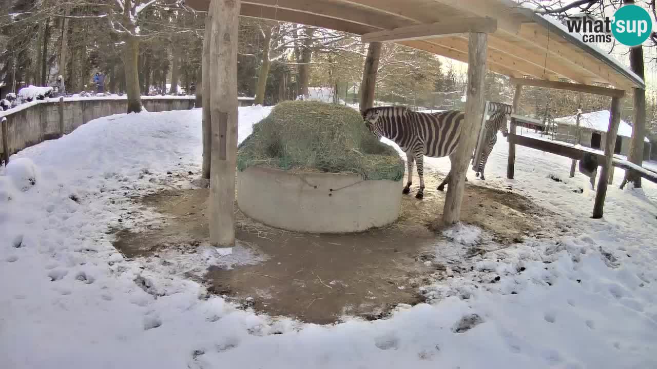 Zebre v živo v živalskem vrtu Ljubljana ZOO spletne kamere