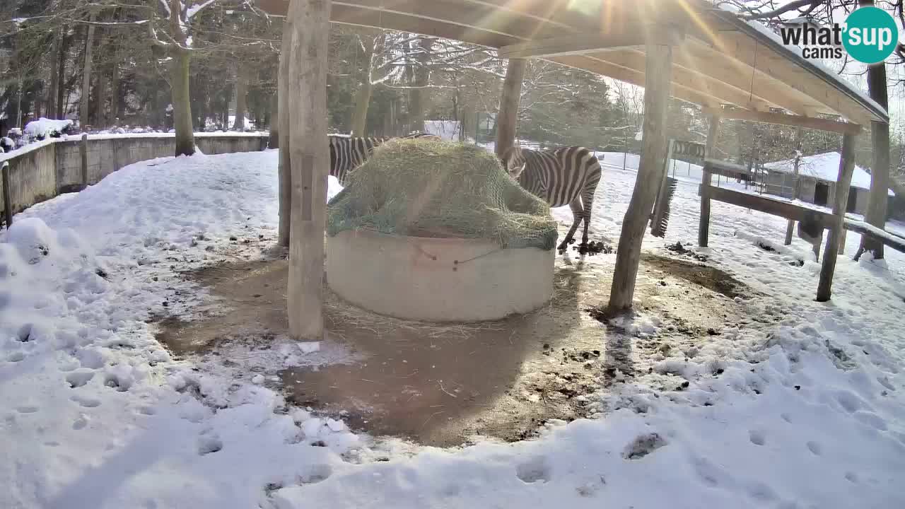 Zebre v živo v živalskem vrtu Ljubljana ZOO spletne kamere
