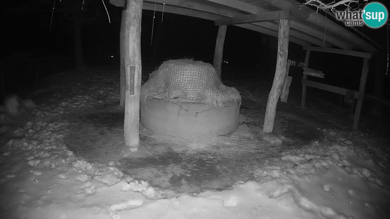 Zebre v živo v živalskem vrtu Ljubljana ZOO spletne kamere