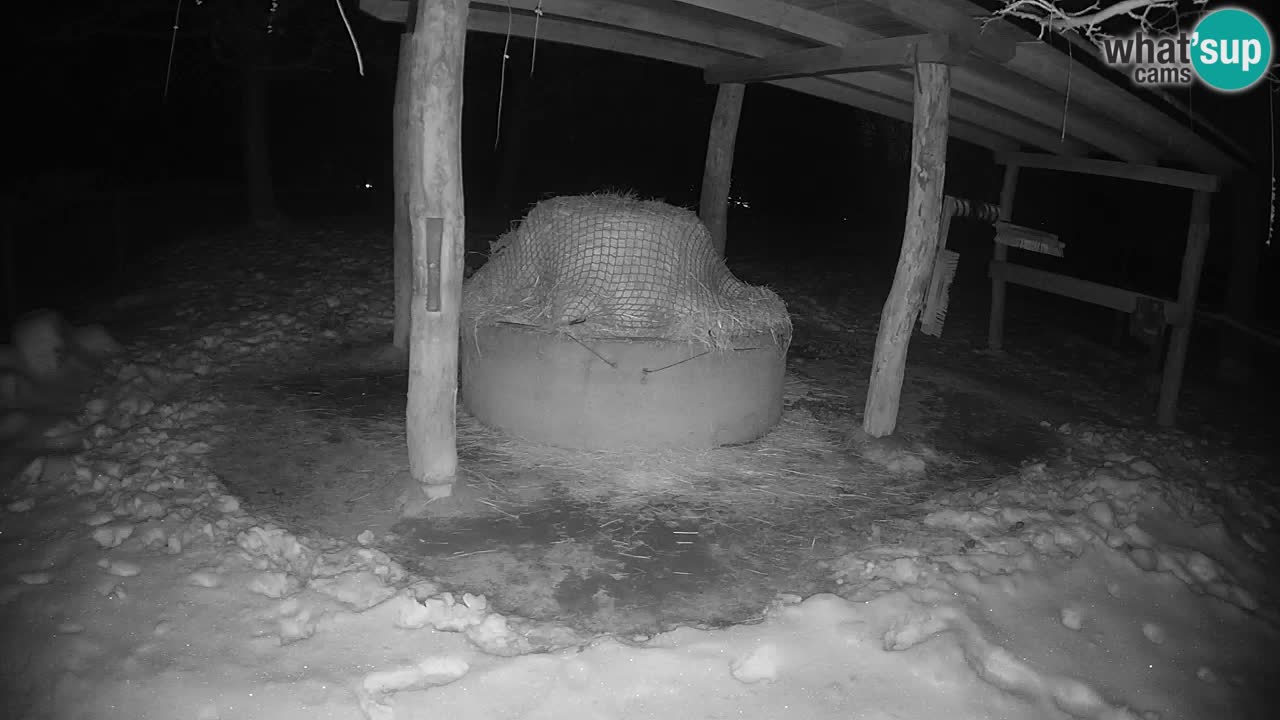 Zebre v živo v živalskem vrtu Ljubljana ZOO spletne kamere