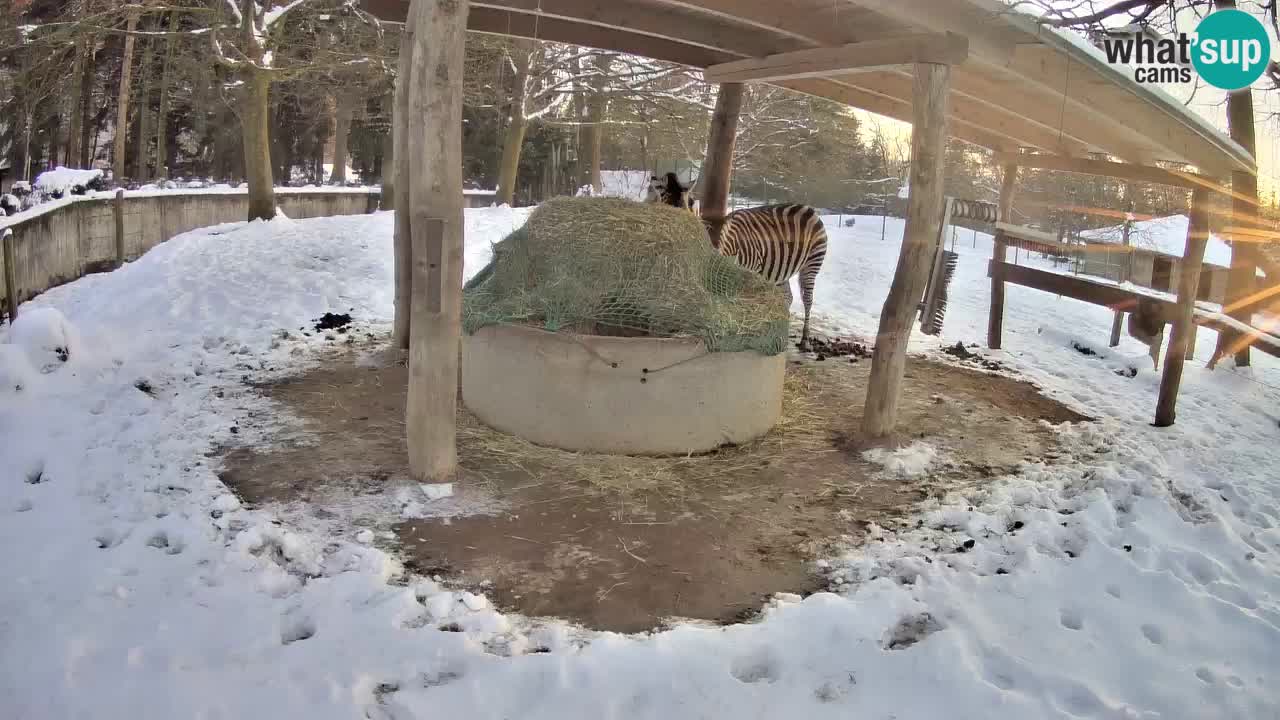 Le Zebre nello ZOO di Ljubljana – Slovenia Live webcam