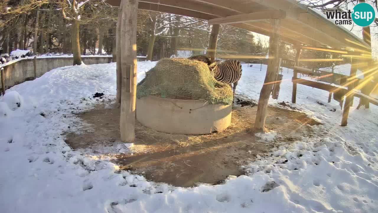 Le Zebre nello ZOO di Ljubljana – Slovenia Live webcam
