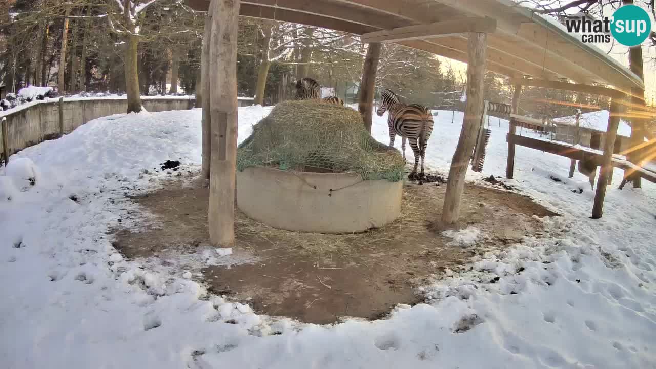 Camera en vivo Cebras in Ljubljana ZOO – Eslovenia
