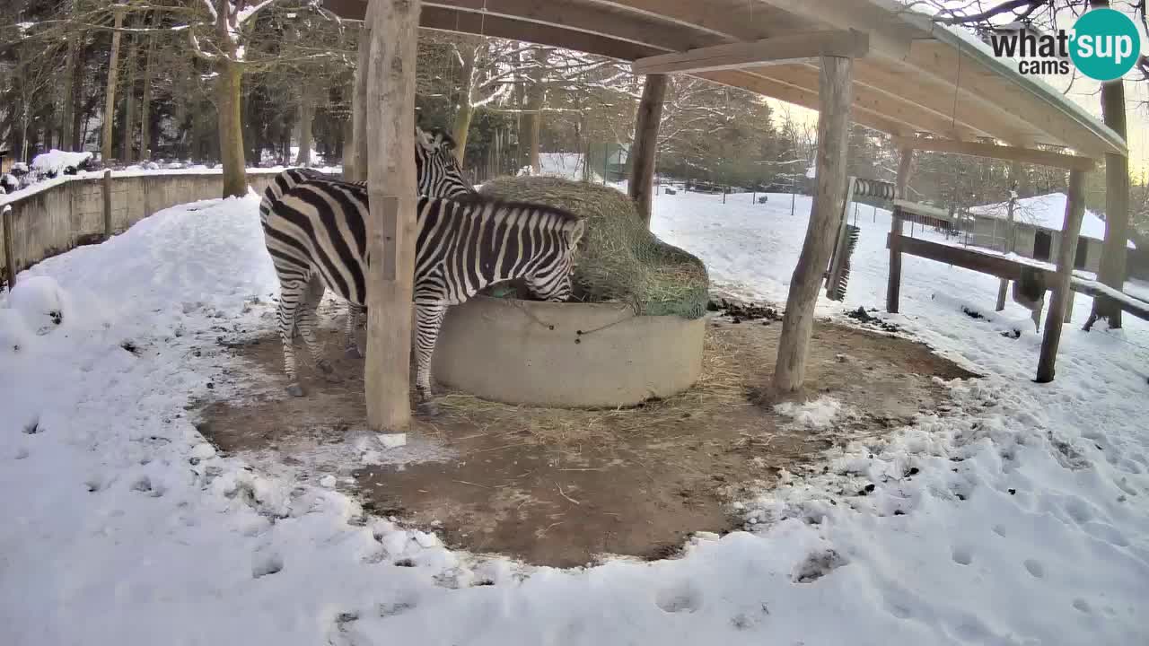 Le Zebre nello ZOO di Ljubljana – Slovenia Live webcam
