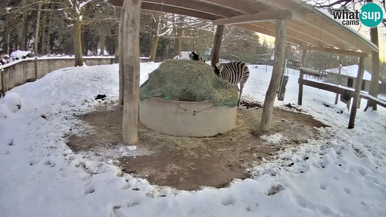 Live Webcam Zebras in Ljubljana ZOO – Slowenien