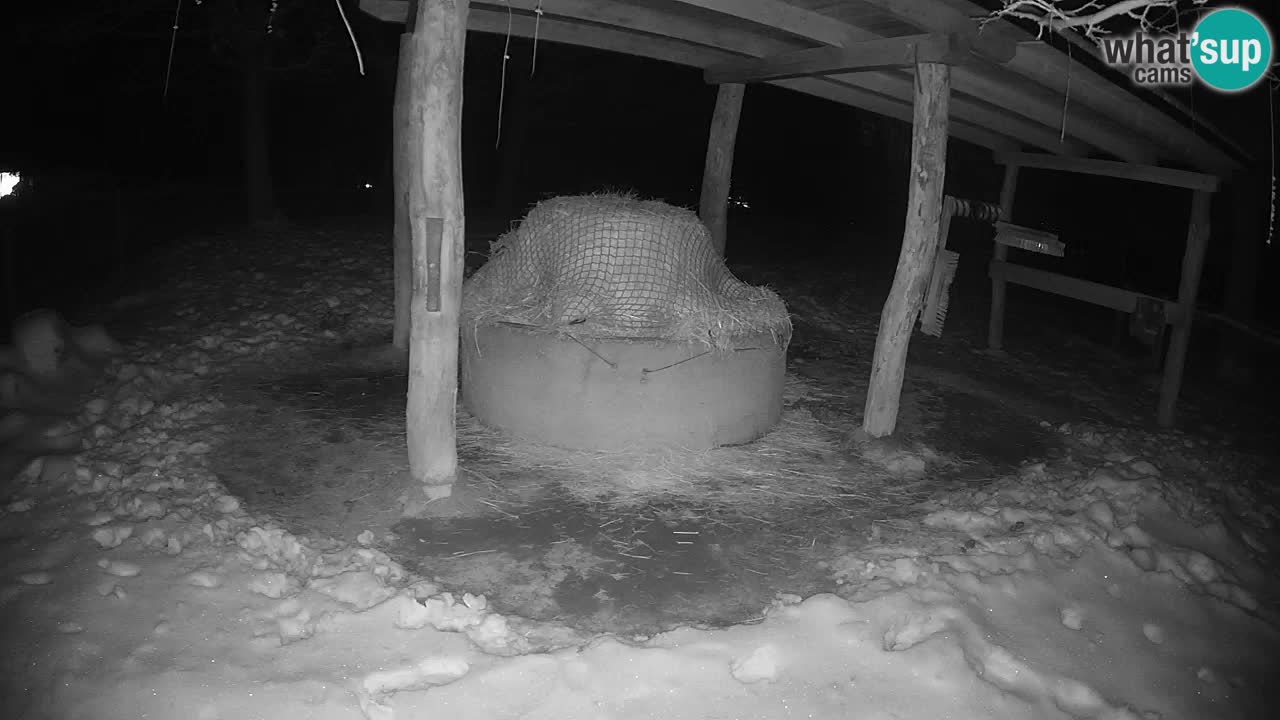 Live webcam Les zèbres in Ljubljana ZOO – Slovénie