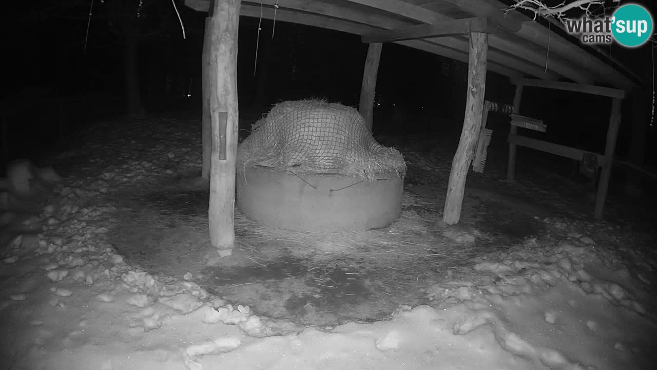 Live Webcam Zebras in Ljubljana ZOO – Slowenien