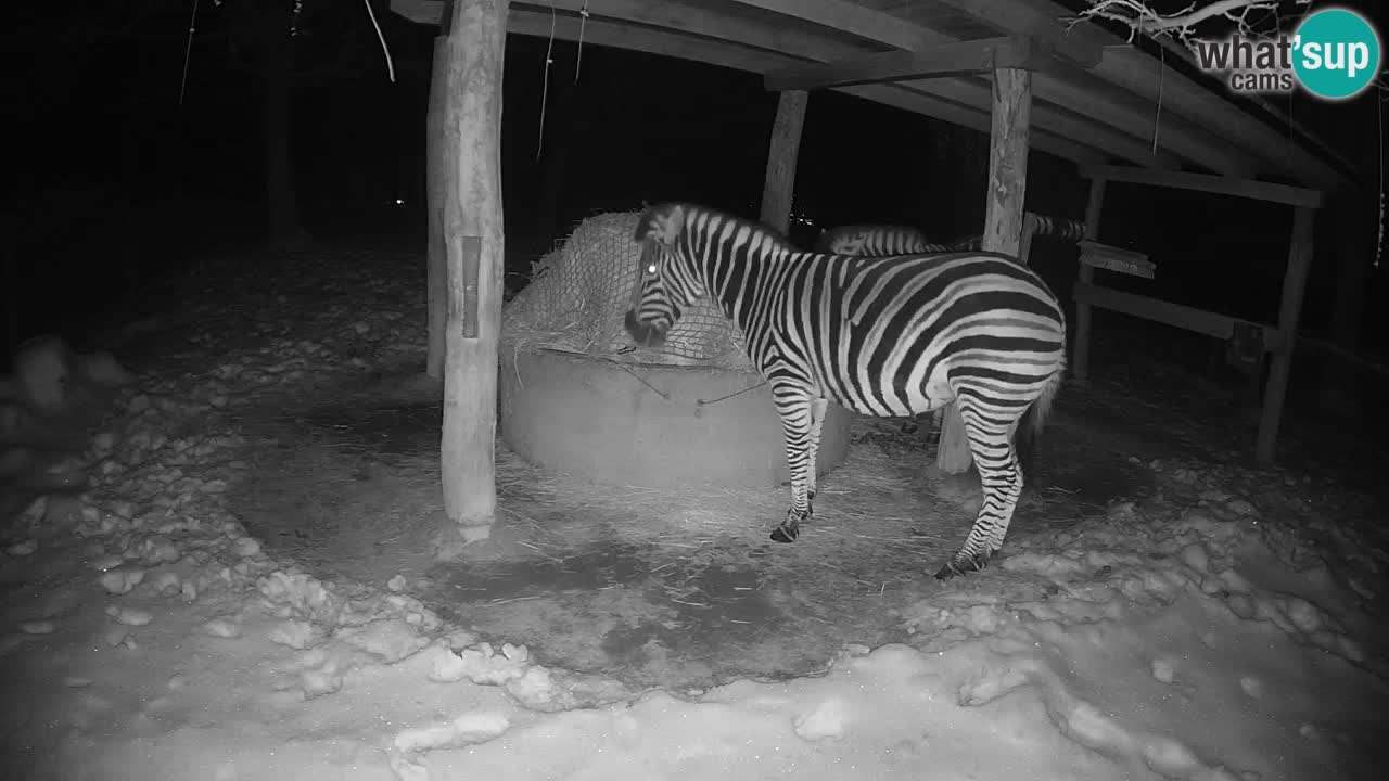 Web kamera uživo Zebras u ZOO Ljubljana – Slovenija