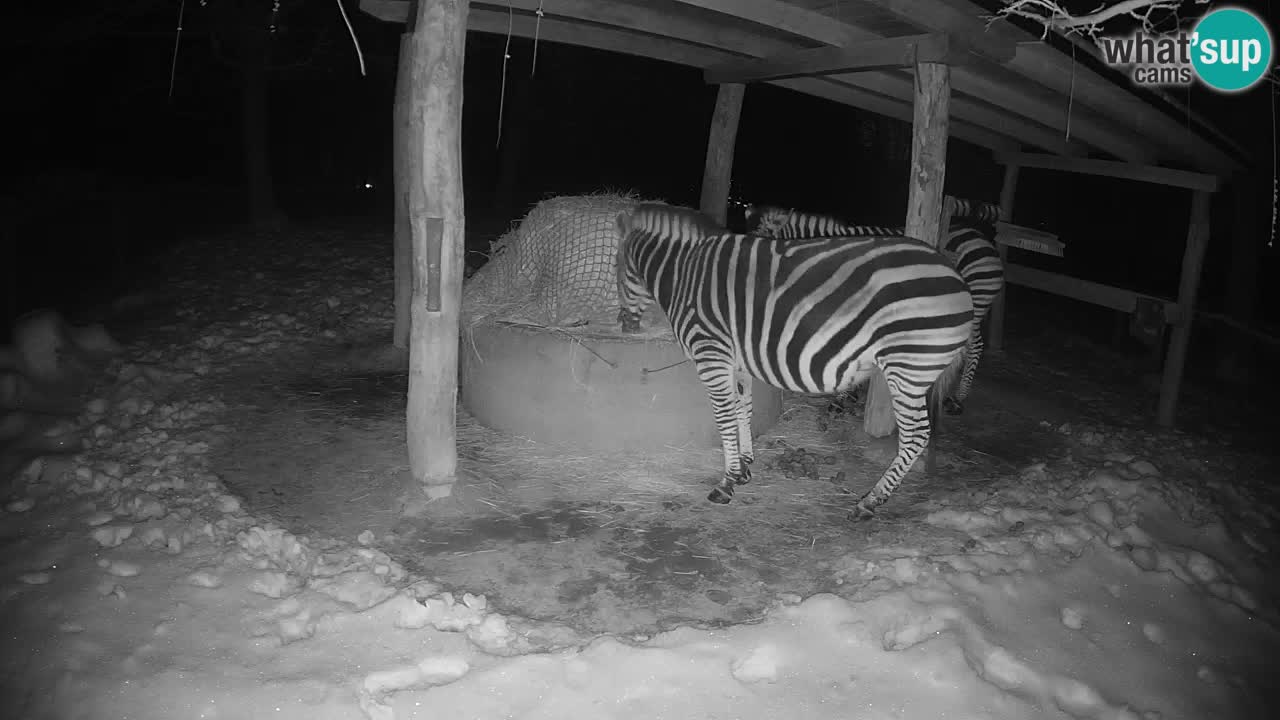 Web kamera uživo Zebras u ZOO Ljubljana – Slovenija