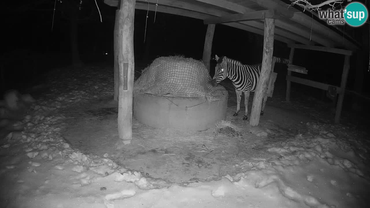 Zebre v živo v živalskem vrtu Ljubljana ZOO spletne kamere