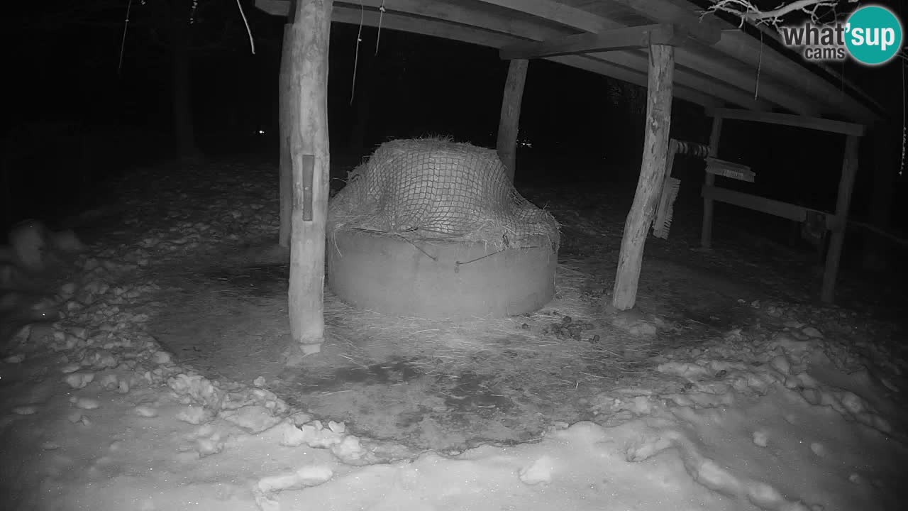 Le Zebre nello ZOO di Ljubljana – Slovenia Live webcam