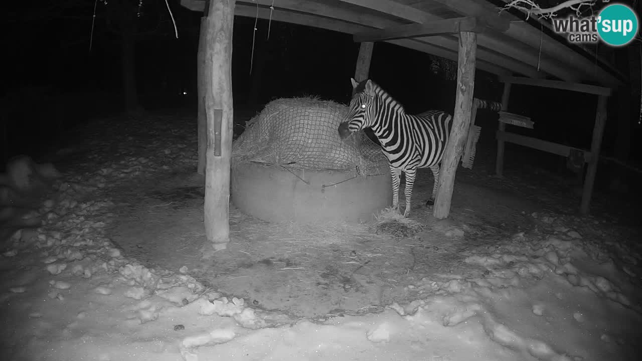 Zebre v živo v živalskem vrtu Ljubljana ZOO spletne kamere