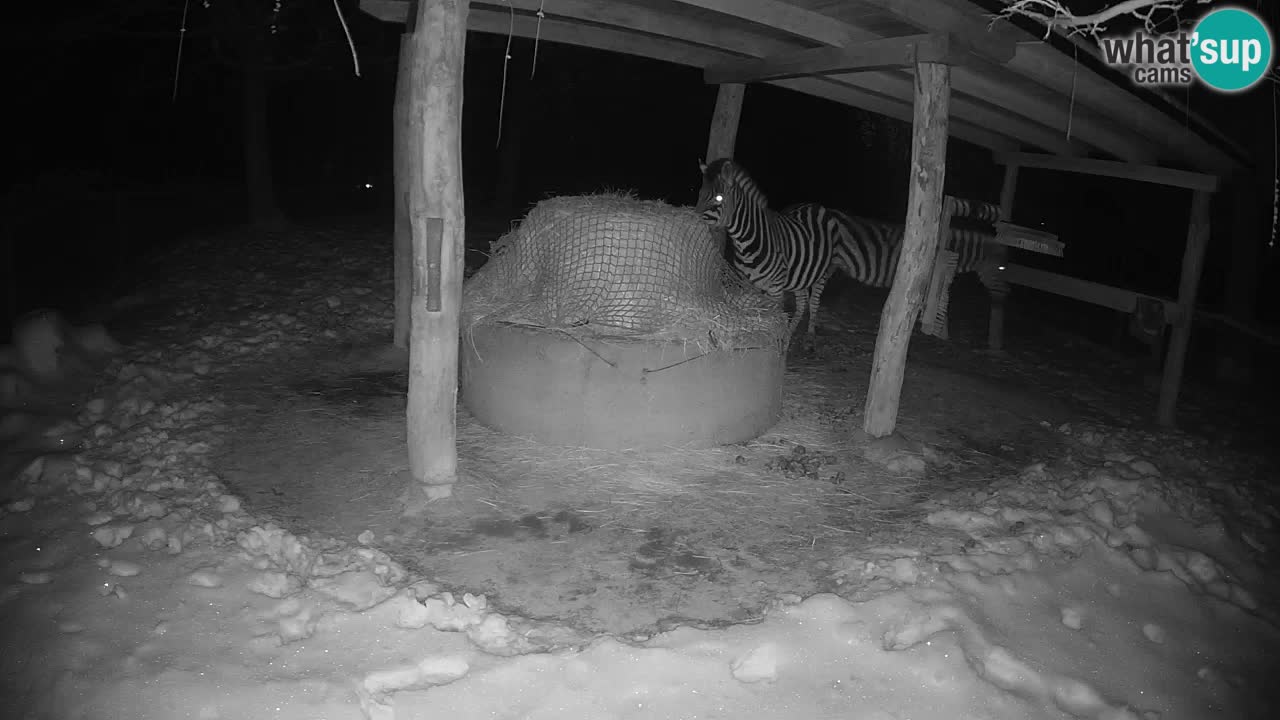 Live webcam Les zèbres in Ljubljana ZOO – Slovénie