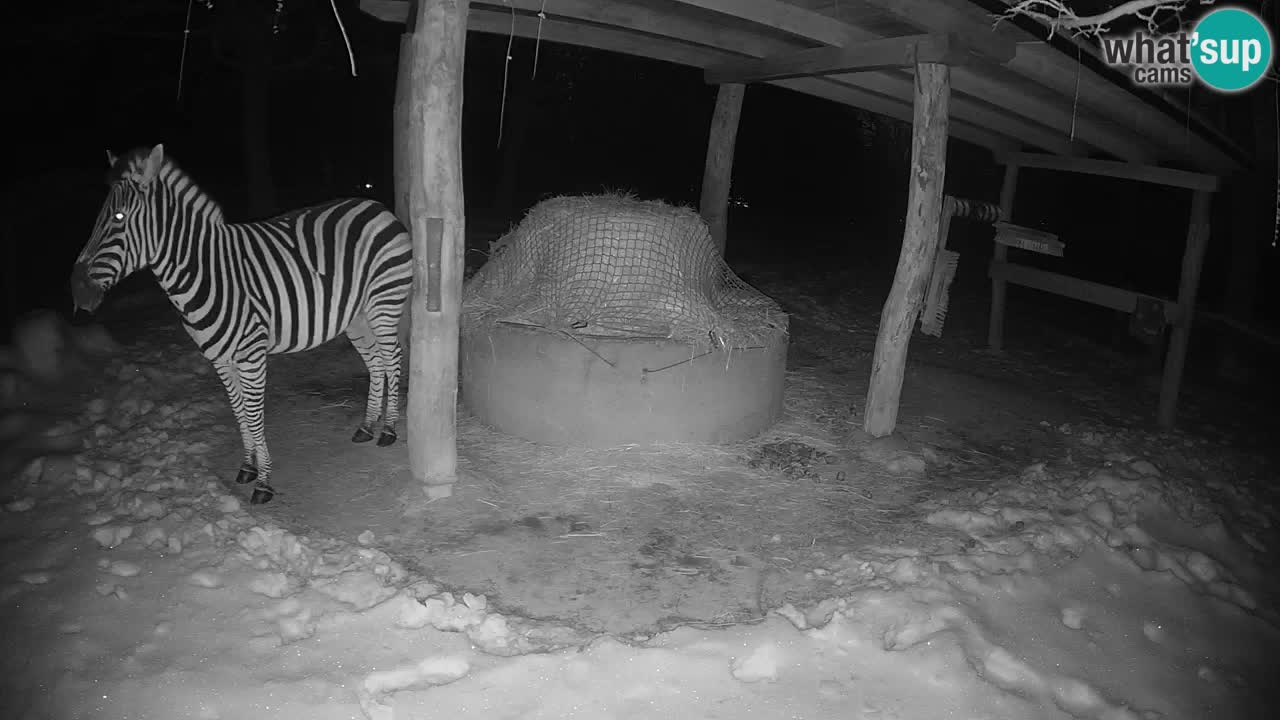 Live Webcam Zebras in Ljubljana ZOO – Slowenien
