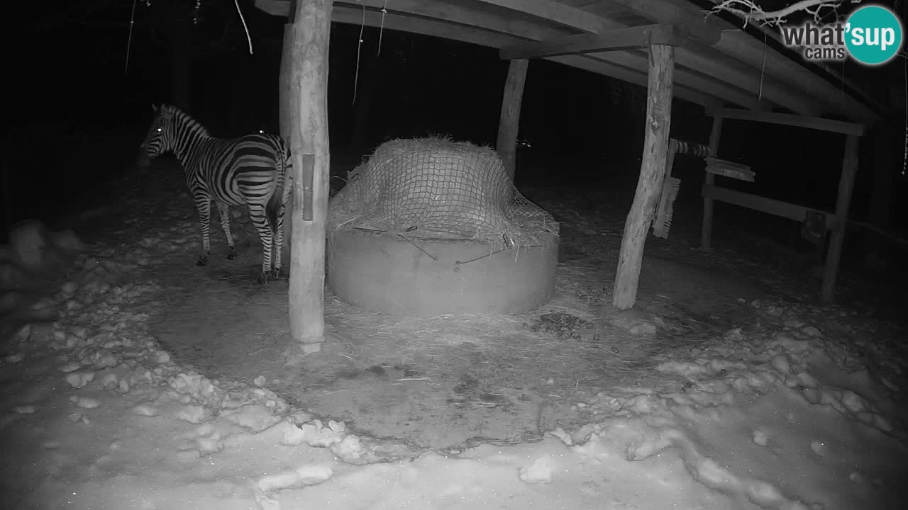 Le Zebre nello ZOO di Ljubljana – Slovenia Live webcam