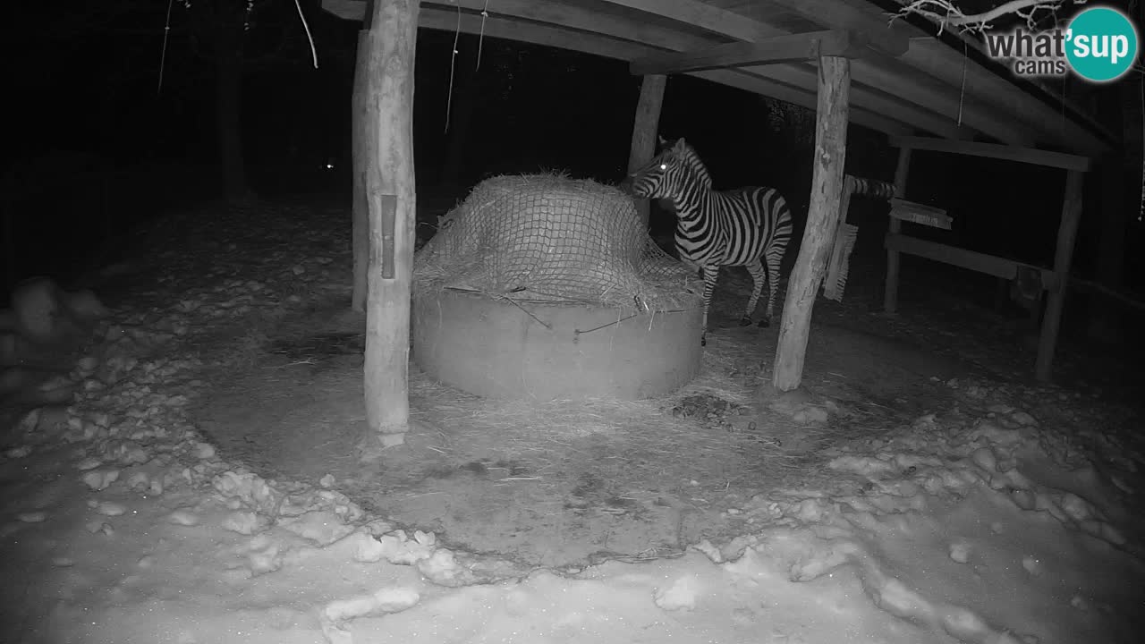 Live webcam Les zèbres in Ljubljana ZOO – Slovénie