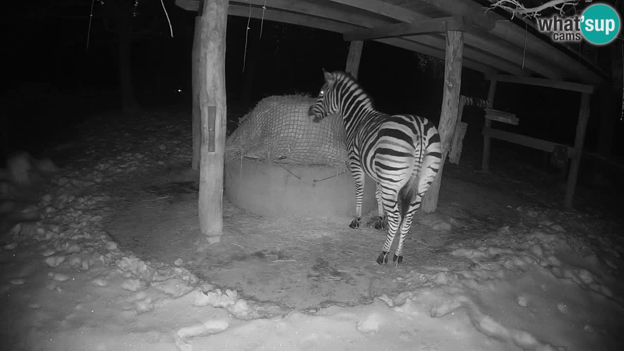 Live webcam Zebras in Ljubljana ZOO – Slovenia