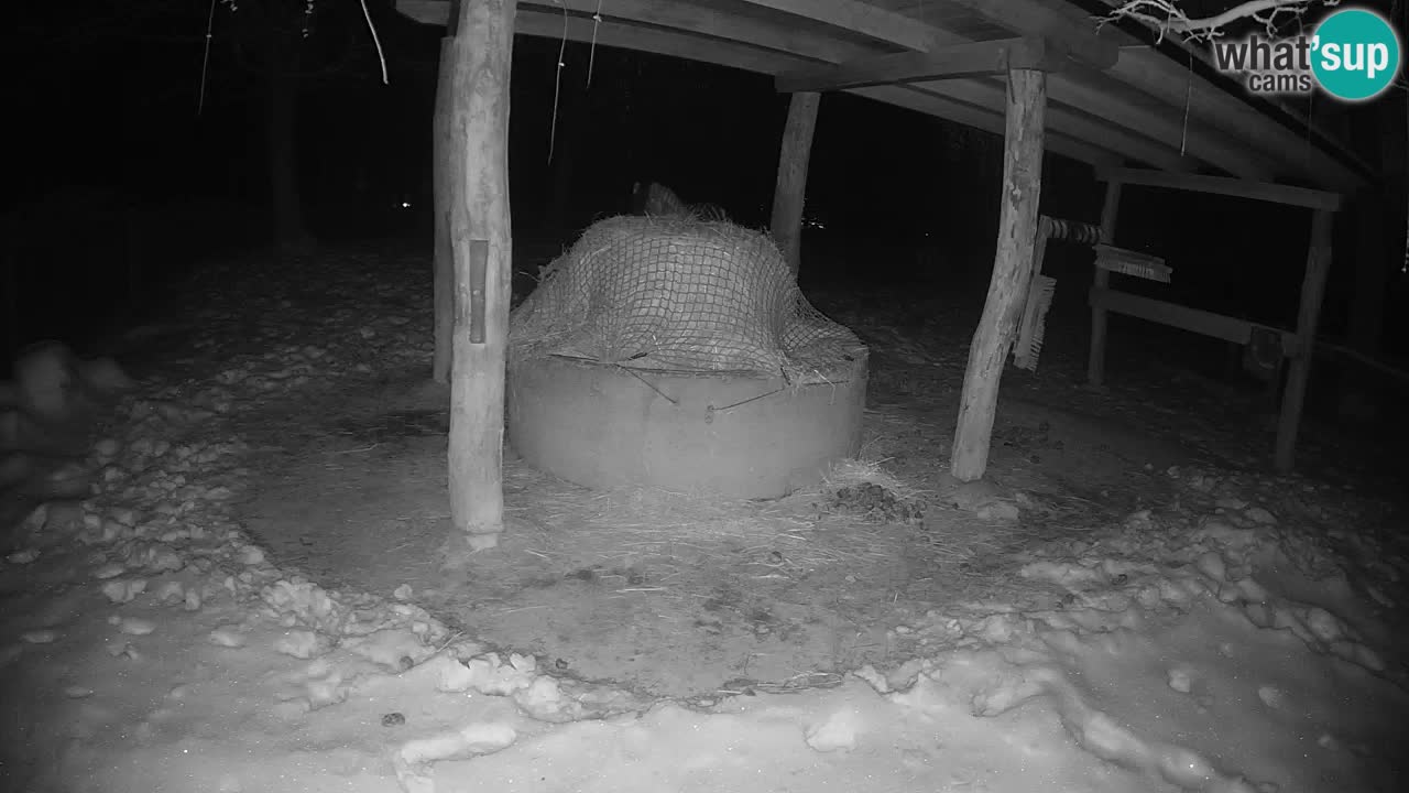 Le Zebre nello ZOO di Ljubljana – Slovenia Live webcam