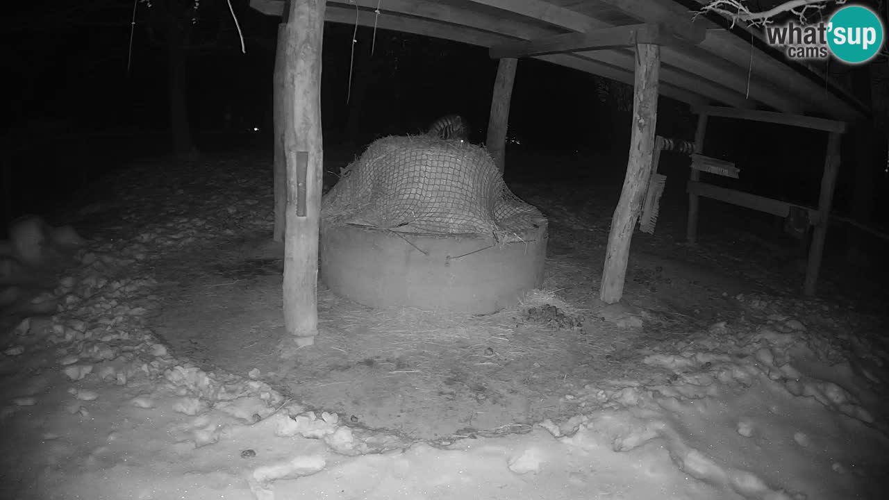 Live webcam Les zèbres in Ljubljana ZOO – Slovénie